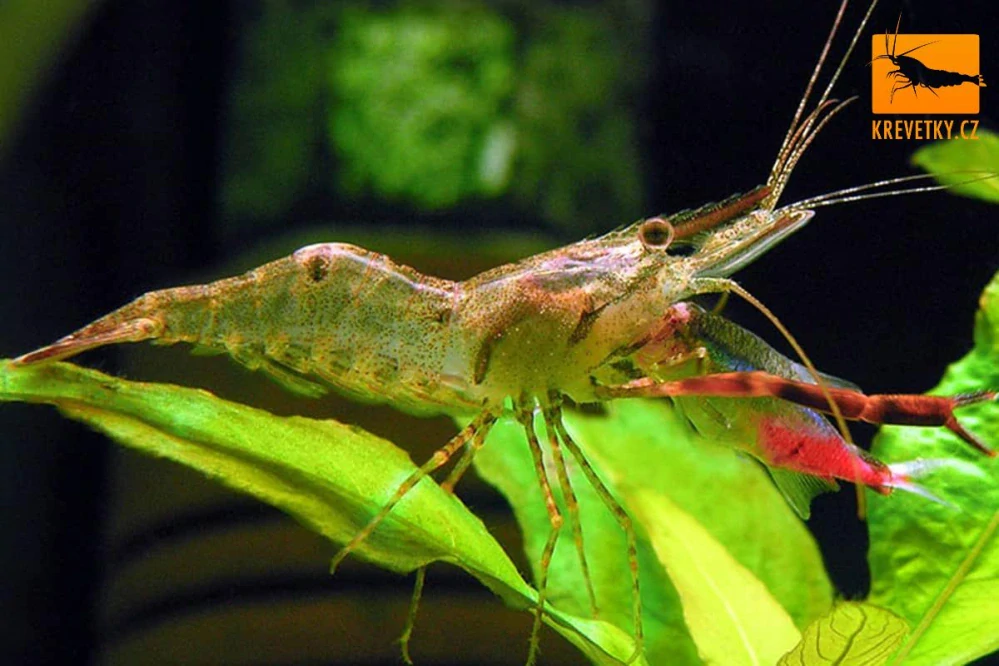 Macrobrachium