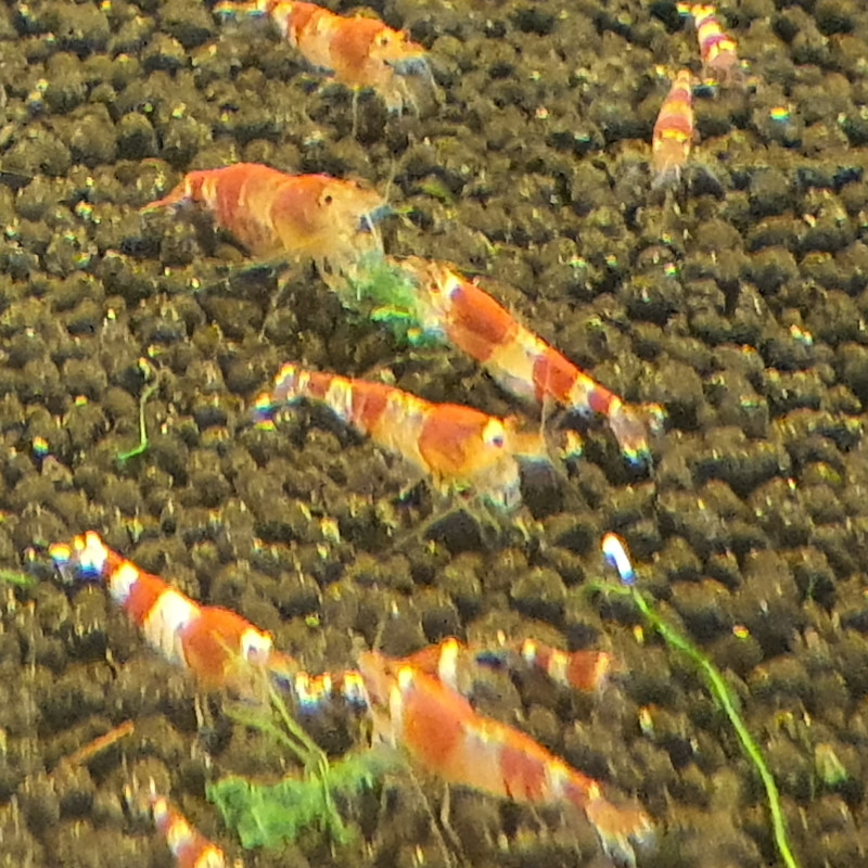 Caridina Cantonensis sp. Red Crystal Grade C - od 50ks