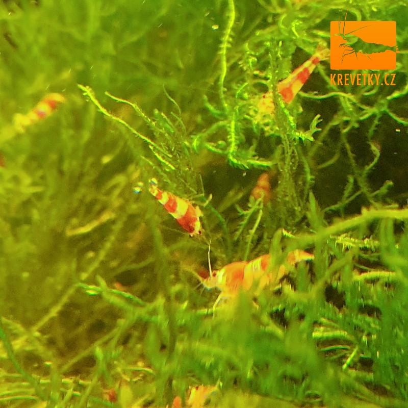 Caridina Cantonensis sp. Red Crystal Grade C - od 50ks