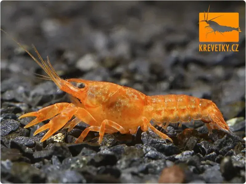 CPO mini rak mexický (Cambarellus patzcuarensis orange) - Samice