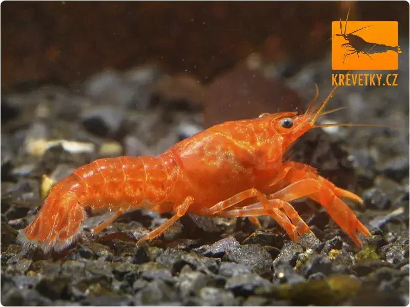 CPO mini rak mexický (Cambarellus patzcuarensis orange) - Samice