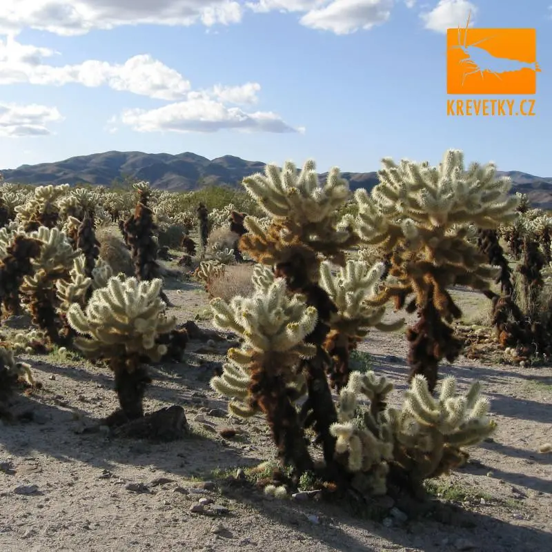 CHOLLA Kaktus 15cm Premium Plus