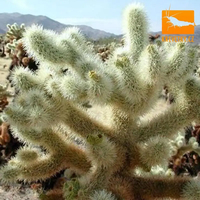 CHOLLA Kaktus 15cm Premium Plus