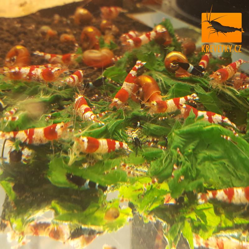 Caridina Cantonensis sp. Red Crystal Grade A - od 30ks