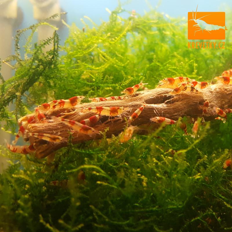 Caridina Cantonensis sp. Red Crystal Grade A - od 30ks