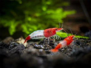 Neocaridina Davidi var. Red Rili