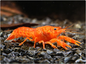 CPO mini rak mexický (Cambarellus patzcuarensis orange) - Samec