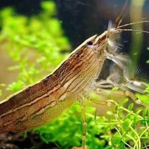 Atyopsis moluccensis