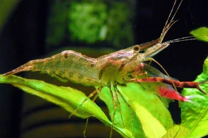 Macrobrachium dayanum