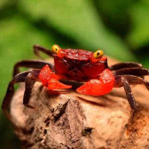 Krab Red Devil - Geosesarma Hagen