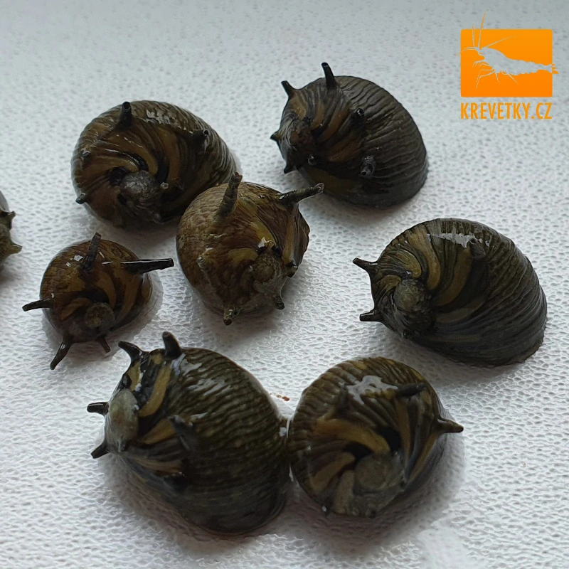 Clithon sp. Corona (Neritidae)