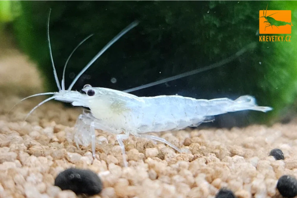 Caridina Japonica (Amano shrimp) SNOW WHITE odchov EU