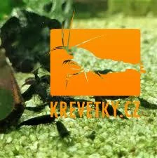 Neocaridina Davidi var. Black Rose