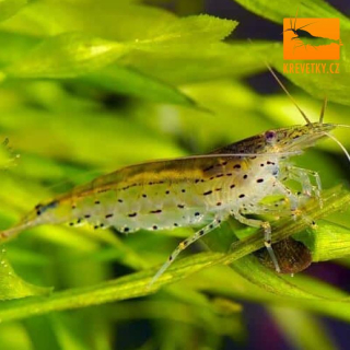 Caridina Japonica (Amano shrimp) - S