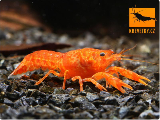 CPO mini rak mexický (Cambarellus patzcuarensis orange) - Samice