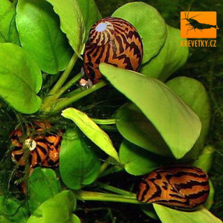 Neritina Tiger (Neritina natalensis)