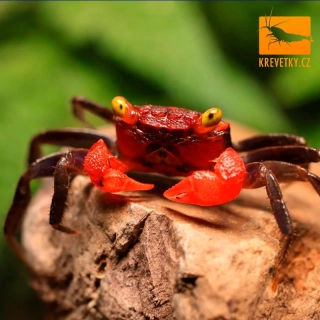 Krab Red Devil - Geosesarma Hagen