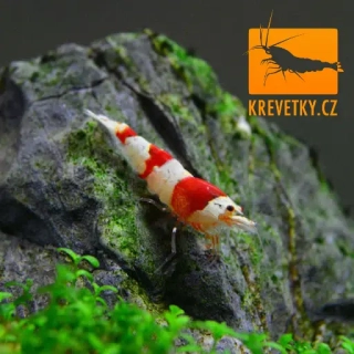 Caridina Cantonensis sp. Red Crystal Grade A - od 30ks