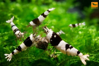 Caridina Cantonensis sp. Black Crystal Grade A