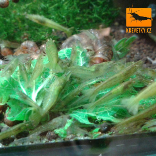 Caridina Babaulti Green