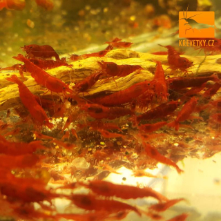 Neocaridina Davidi var. Bloody Mary Excelent