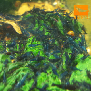 Neocaridina Davidi var. Blue Dream