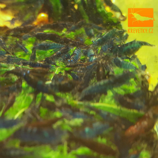 Neocaridina Davidi var. Blue Mary