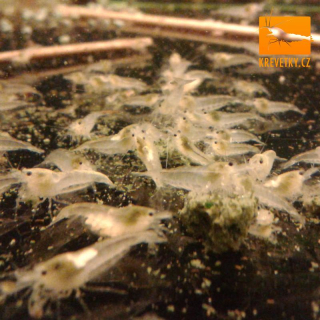 Neocaridina Palmata var. White / Zhangjiajiensis var. White Pearl