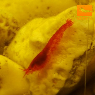 Halocaridina Rubra