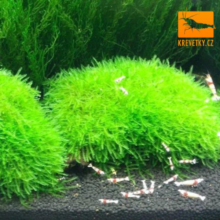 Weeping Moss (Vesicularia Ferrieri)