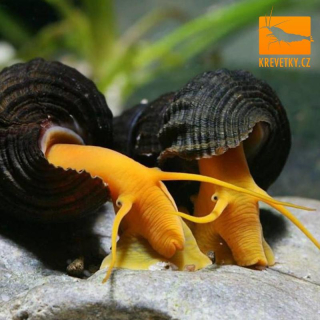 Tylomelania sp. Orange / sp. Yellow
